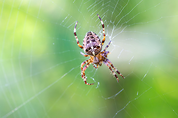 Image showing common cross spider sitting grass