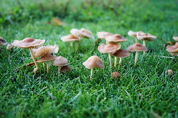 Image showing Marasmius oreades Mushroom in Grass