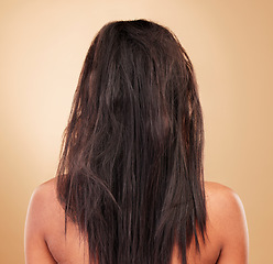 Image showing Damaged, hair and back of messy woman in studio, background or haircare for tangled, brittle or frizzy hairstyle. Repair, beauty and person in salon or spa for treatment to restore healthy texture