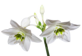 Image showing Amaryllis