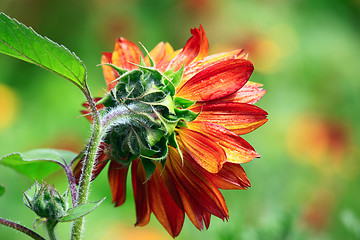 Image showing Red sunflower