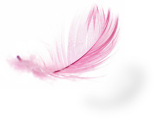 Image showing Feather