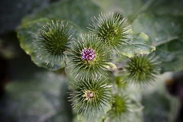 Image showing spikey thistle plant