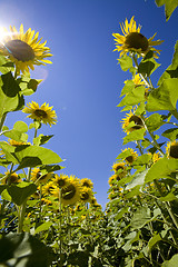 Image showing growing sunflowers in field