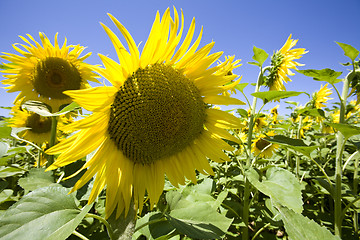 Image showing sunflowers growing in field