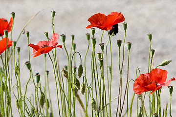 Image showing red poppies in bloom