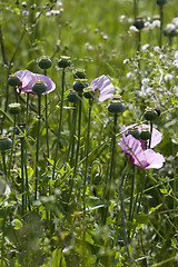 Image showing opium poppies growing wild in field