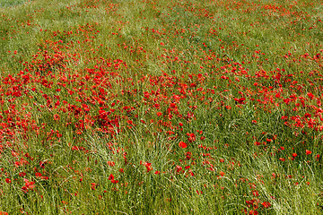 Image showing field of red poppies
