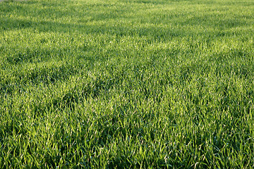 Image showing green grass background