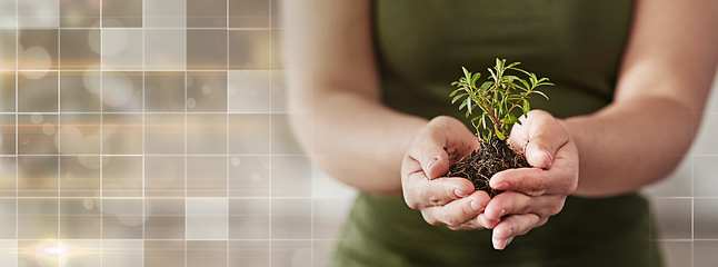 Image showing Plant, overlay and hands of business person for investment, agriculture and green energy. Health, profit and future with closeup of employee and soil on banner for hope, sustainability and earth day