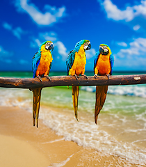 Image showing Blue-and-Yellow Macaw parrots on beach