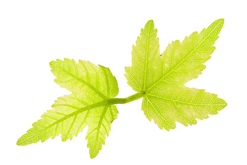 Image showing Maple Leaves