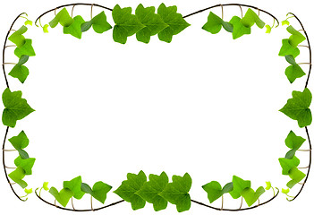 Image showing Ivy Frame Background