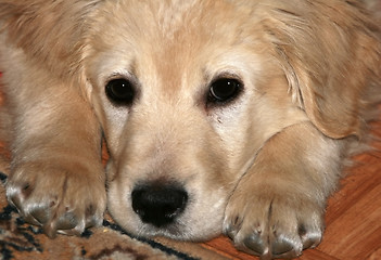 Image showing Golden Retriever Puppy