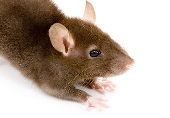 Image showing Brown Rat