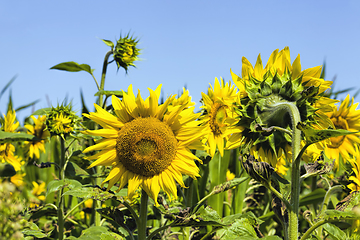 Image showing sunflowers in summer