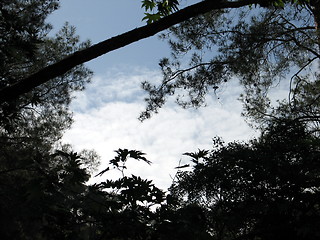 Image showing Tree skies