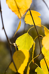 Image showing yellowed leaves of trees