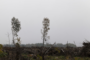 Image showing deciduous trees