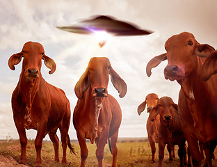 Image showing Ufo, cows and field with farm abduction, spaceship and contact with light beam, futuristic and science fiction. Cattle, alien invasion and extraterrestrial with galaxy mission, fantasy or countryside