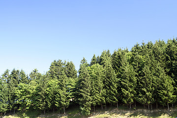 Image showing Forest landscape