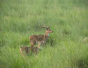 Image showing Sika or spotted deers herd in the elephant grass