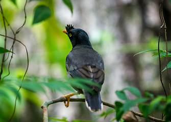 Image showing jungle myna bird wildlife photo