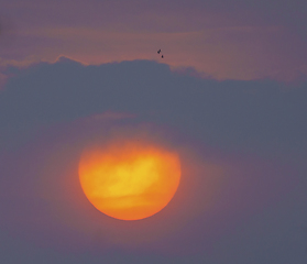 Image showing Huge sunrise or sunset sun and birds silhouette 