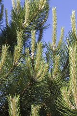 Image showing pine tree