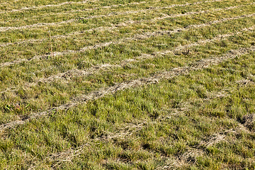 Image showing beveled grass