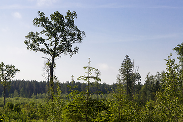 Image showing real nature with trees