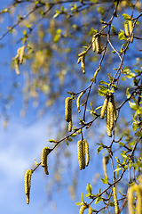 Image showing birch tree