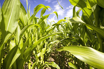 Image showing green leaves of corn