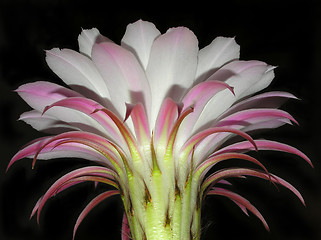 Image showing Cactus bloom