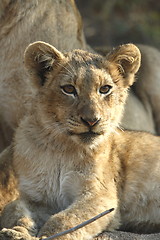 Image showing Lion Cub