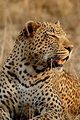 Image showing Leopard 