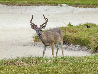 Image showing deer in coastal ambiance