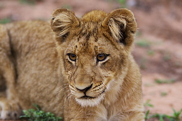 Image showing Lion Cub