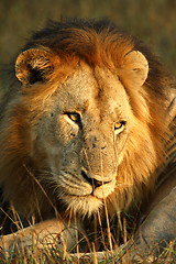 Image showing Lion