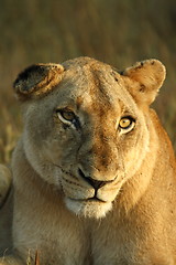 Image showing Lioness