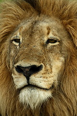 Image showing Lion