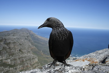 Image showing Redwing starling