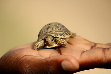 Image showing Tortoise