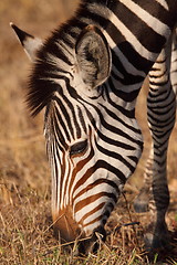 Image showing Zebra