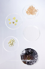 Image showing Petri dish, sample and science, ecology and leaves with soil, agriculture and environment study top view in lab. Research, sustainability and investigation, scientific test background and future