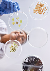 Image showing Petri dish, sample and science, ecology and leaves with soil, agriculture and environment, scientist person and low angle. Research, sustainable and investigation, scientific test in lab and future