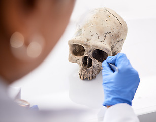 Image showing Forensic, science and person with skull in lab to study, test or analyze anatomy for evidence, medical or history research. Human, dna and education of head, bones or body on table in laboratory