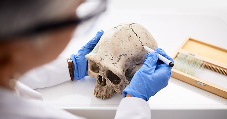 Image showing Science, professional and person with skull in hand for analysis or research for medical history in laboratory. Anatomy, human skeleton and dna evidence of bone or head for forensic study or lab test