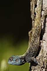 Image showing Blueheaded lizard