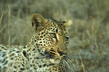 Image showing Leopard 